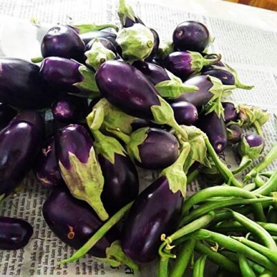 Home grown Brinjal Beans picture shared by our customer Shashi N Gautam