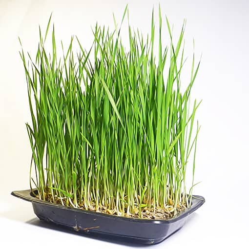 How to Grow Organic Fresh Wheatgrass at Home, Wheatgrass Seeds from Shashi N Gautam Web Shop