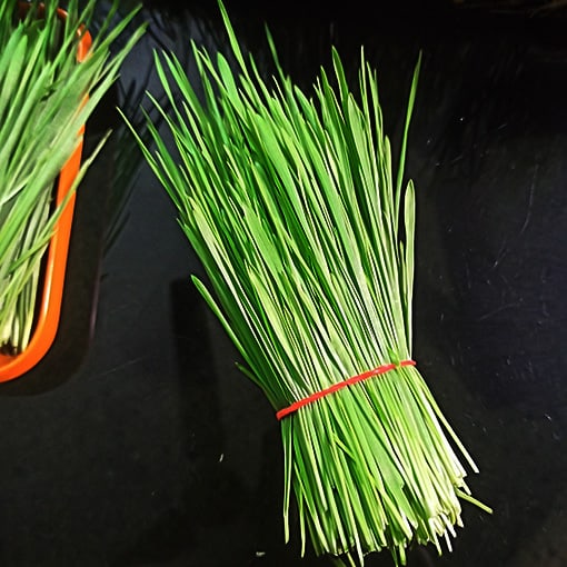 Water the tray for few days to keep the growing medium moistened without flooding it and your organic wheatgrass will be ready to harvest in little more than a week