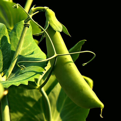 Pea Pod Growing Using Wrinkled Pea Seeds. Pea Seeds Shashi N Gautam