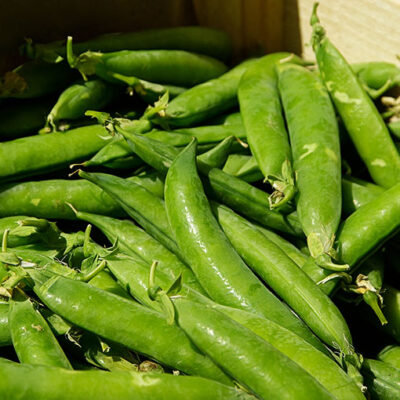 Harvest of Peas