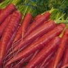 Buy Red Desi Open Pollinate Carrot Seeds From Shashi N Gautam Web Shop