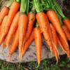 Shashi N Gautam Carrot Seeds Online 131122