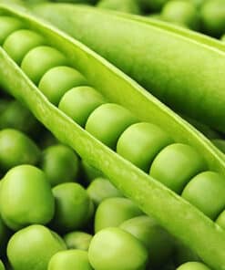 Sweet peas grown from wrinkle Sweet Pea Seed Shashi N Gautam Web Shop