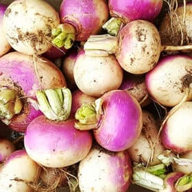 Turnip Seeds Hybrid Purple Top