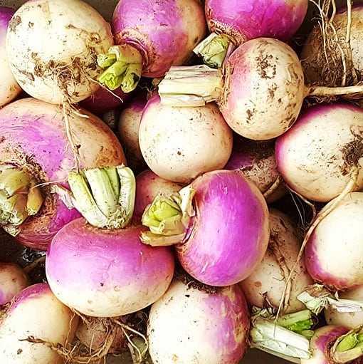 Turnip Seeds Hybrid Shalgam Seeds Purple Top white Globe Buy from Shashi N Gautam Web Shop
