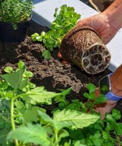 Fertilizers for Soil