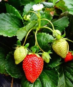 Fruit Flower Fertilizers