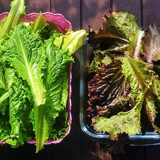 Lettuce harvest from our terrace garden - Shashi n Gautam