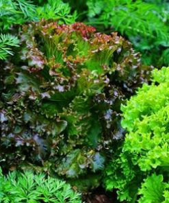 Plant Growth Fertilizer Organic