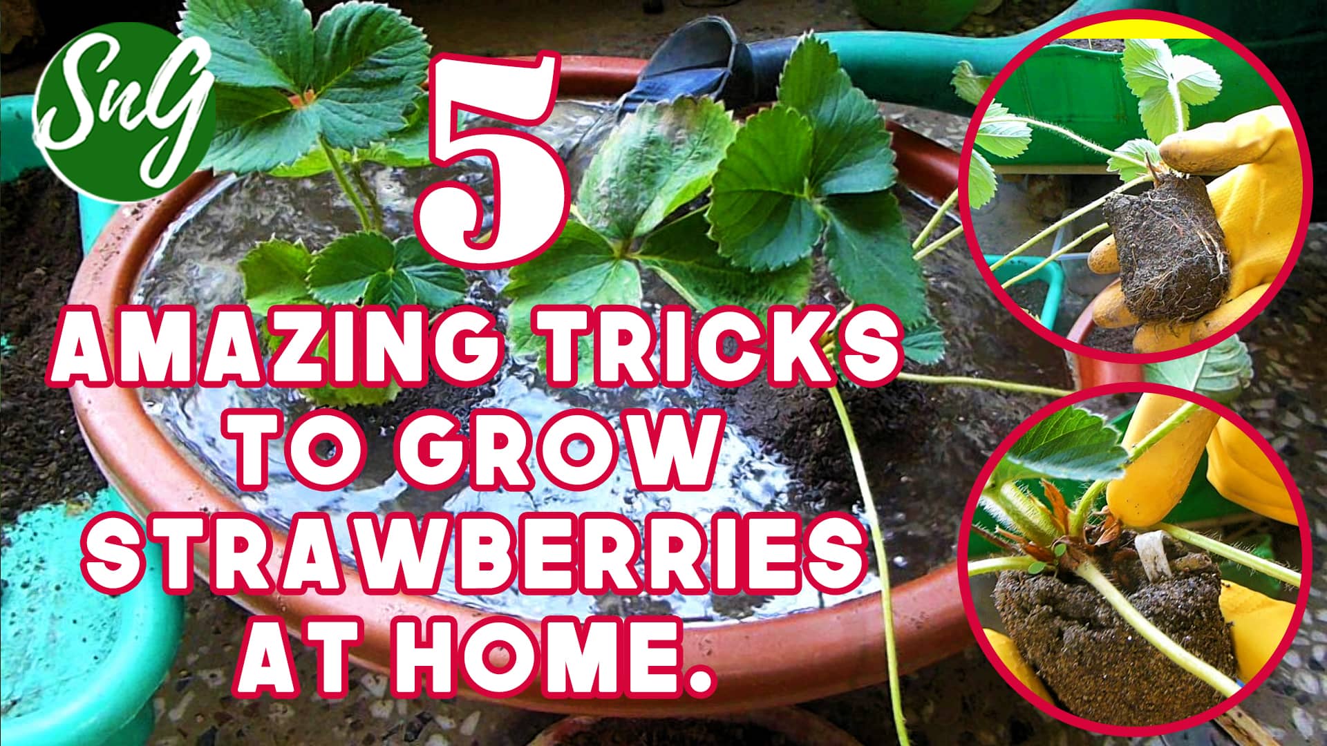 5 Amazing Tips For Growing Strawberries At Home -Video (Hindi) | SnG ...