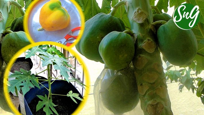 Grow Papaya in a Pot - Video - Shashi N Gautam Kitchen Gardeners