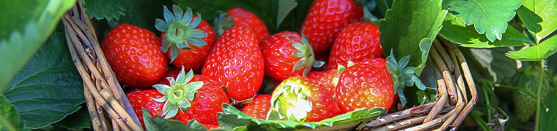 Secret of Growing Bigger Strawberries - Gardening Video Shashi n Gautam