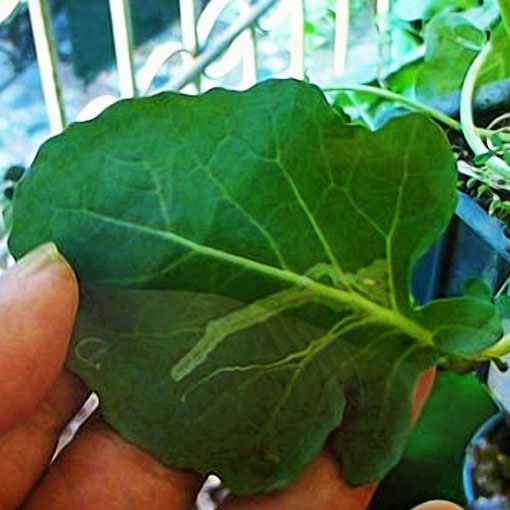 Leaf Miner in Saplings