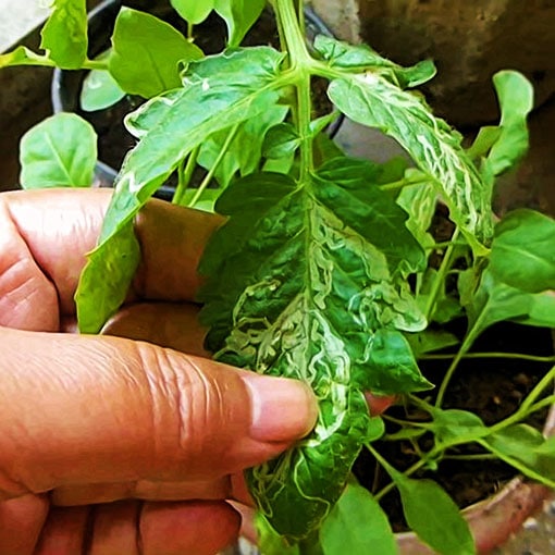 Leaf Miner in Tomato