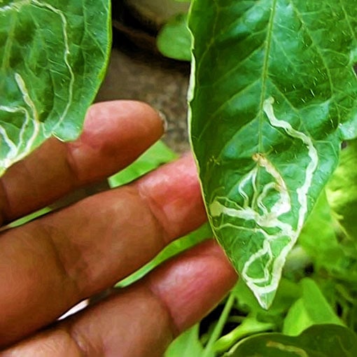 Leaf Miner in leaf of Tomato Plant