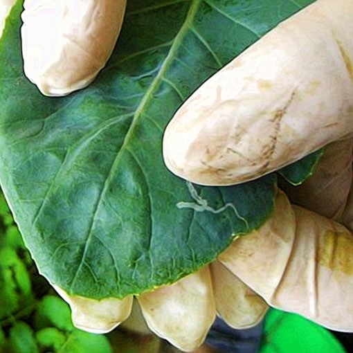 Squeeze Leaf Miner to Death