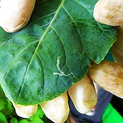 Starting of serpientine leaf miner tunnel in a leaf - Shashi N Gautam