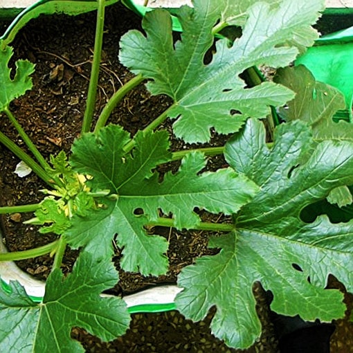 Powdery Mildew Control With Safe Home Remedies