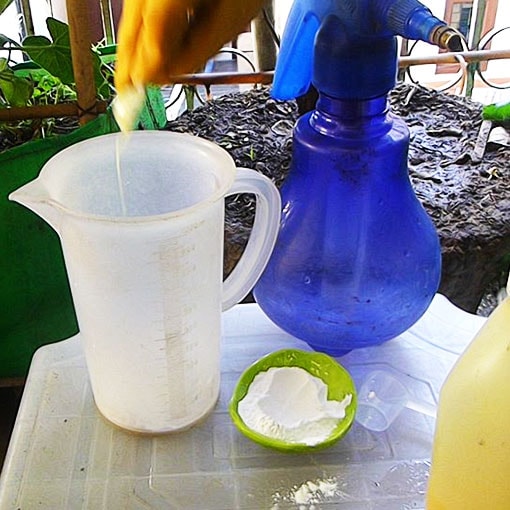 100 Powdery Mildew Control With 5 Safe Home Remedies