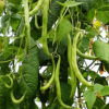 French Beans Plant - Seeds from Shashi N Gautam Web Shop