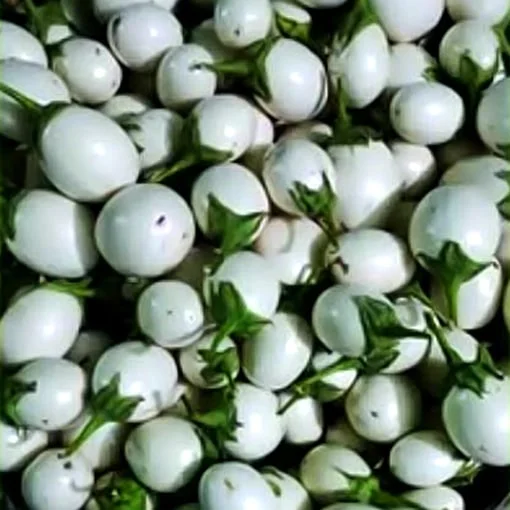 Harvest of White Brinjal White Egglant variety - Seeds from Shashi n Gautam WebShop