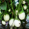 High yield White Brinjal White Egglant variety seeds from Shashi n Gautam WebShop