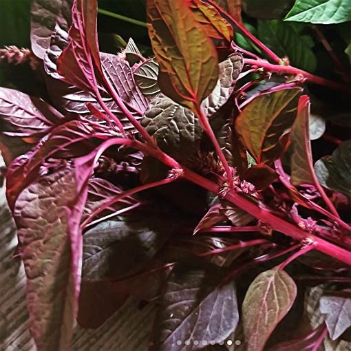 Quick-Growing-Red-Amaranth-lal-cholai-seeds-variety-buy-from-shashi-n-gautam-webshop