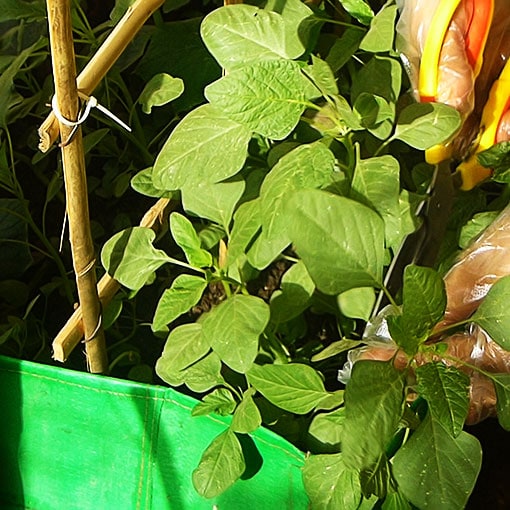 Quick-growing-green-amaranth-variety-seeds-from-Shashi-n-Gautam