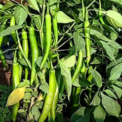 Seeds-of-high-yeild-medium-pungent- long chilli-Mirchi-from-Shashi-N-Gautam-Web-Shop