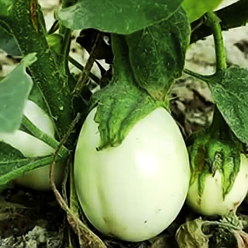 Buy White Brinjal White Egglant variety seeds from Shashi n Gautam WebShop