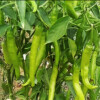 Buy F1 Hybrid Chilli Seeds from Shashi n Gautam Web Shop