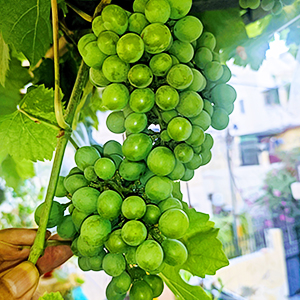 Seaweed Fertilizer improves flower to Fruit conversion in Grapes