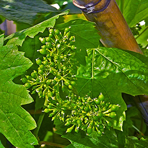 Seaweed Fertilizer improves flowering in Grapes