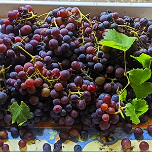 Seaweed Fertilizer improves harvest in Grapes