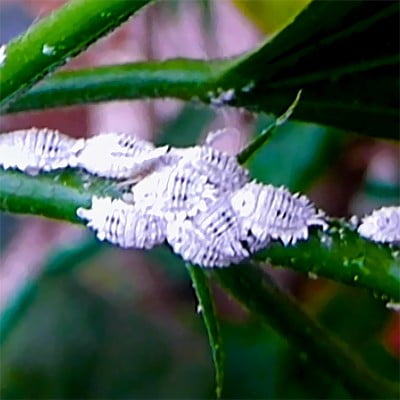 100% Effective Way to Get Rid of Mealybugs on Hibiscus Plants in 2 Steps