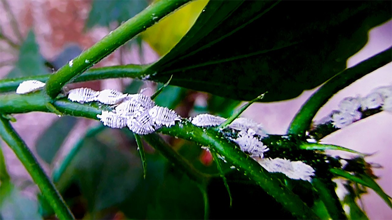 100% Effective Way to Get Rid of Mealybugs on Hibiscus Plants in 2 Steps SnG