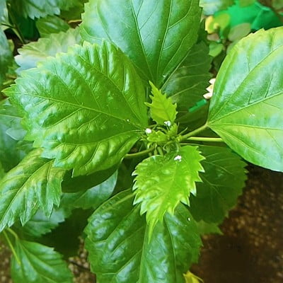 Hoe to stop reinfection of mealybug on Hibiscus plant