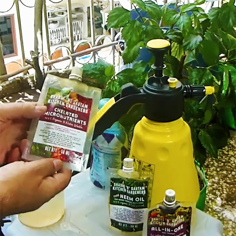 How to make organic spray to remove mealybug infection from hibiscus plants