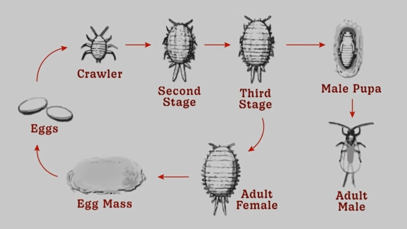 100% Effective Way To Get Rid Of Mealybug On Hibiscus Plants In 2 Steps ...