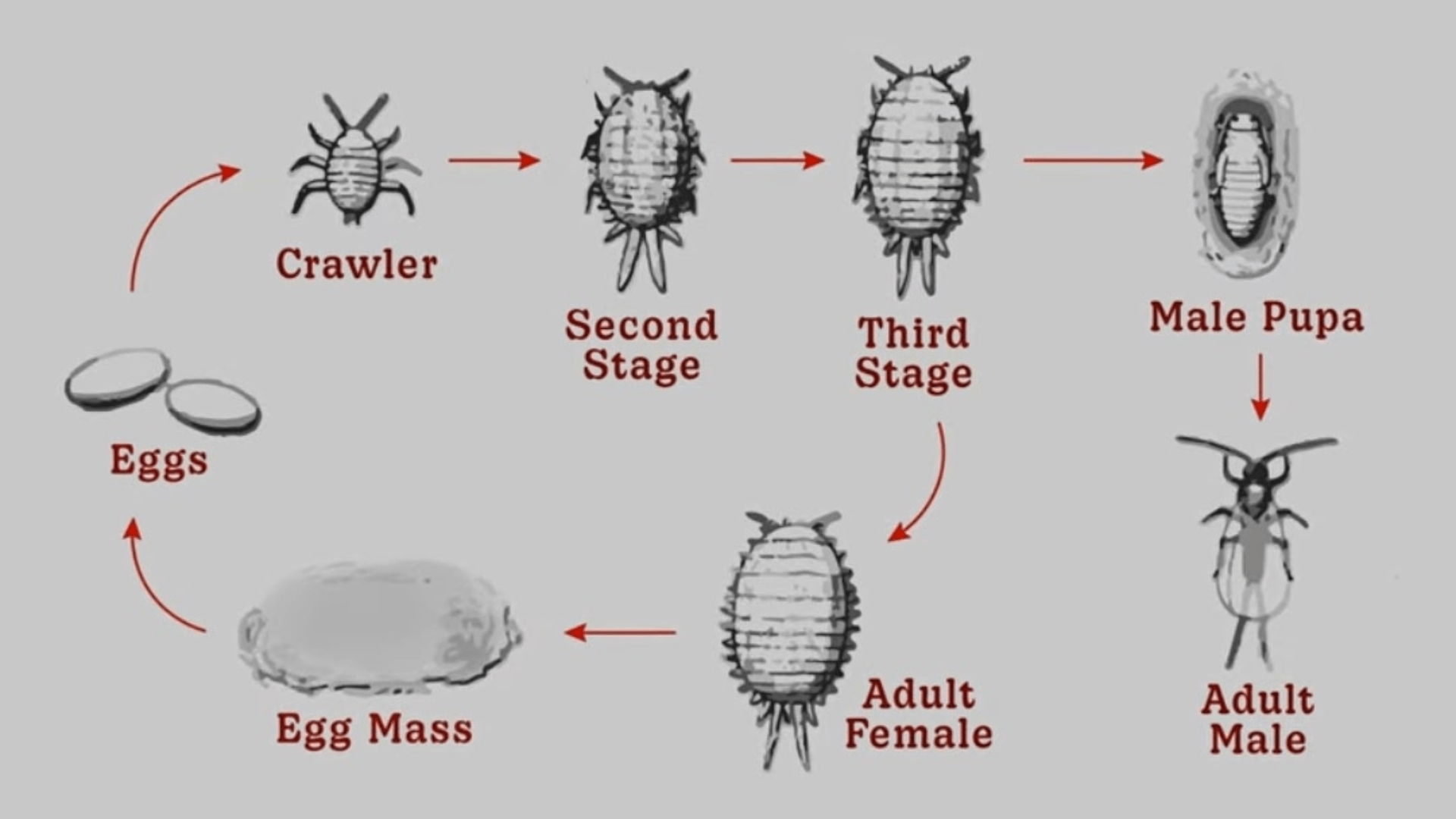 Understanding the life cycle of mealybug