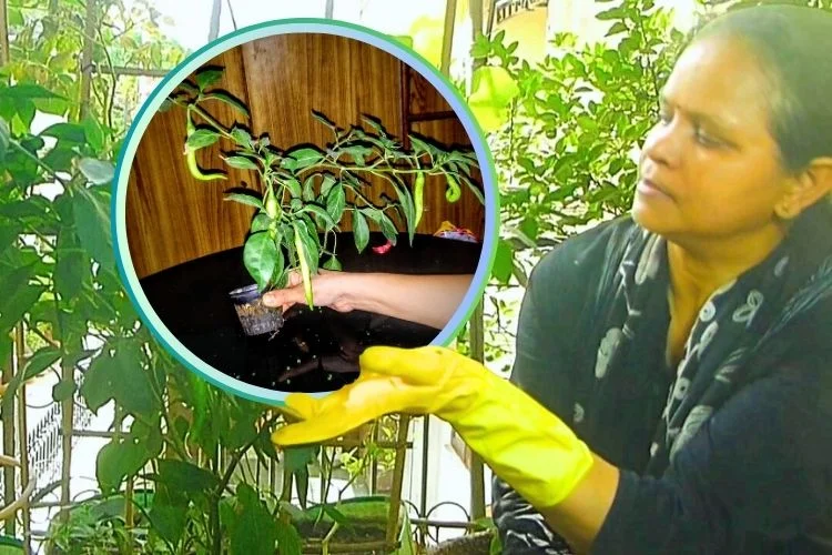 Pot Vs Soil Which Wins