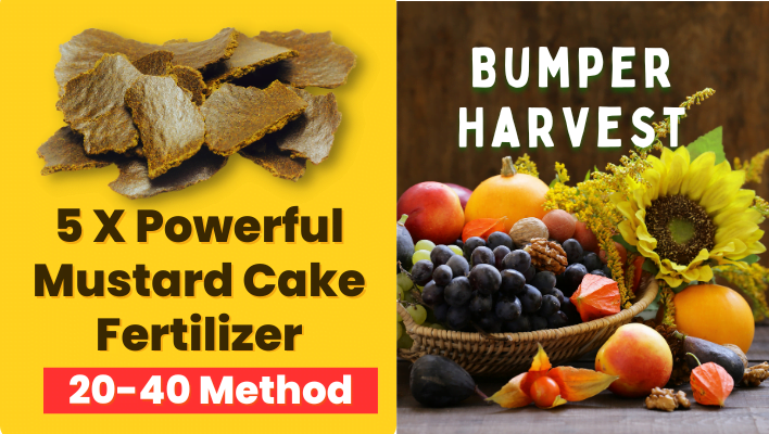 Boost Mustard Cake Fertilizer Power 5x 20–40 Method