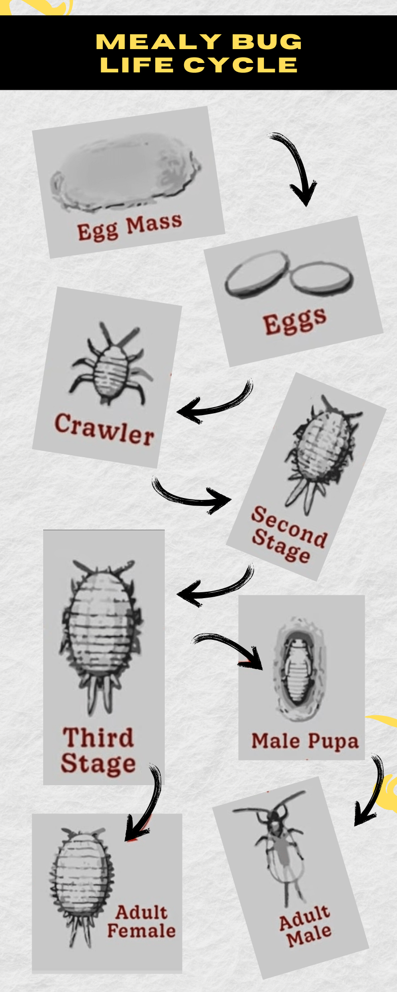 Mealybug Life Cycle - Get rid of mealybug in 2 steps