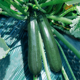 Korean High Yield Green Zucchini Seeds Online