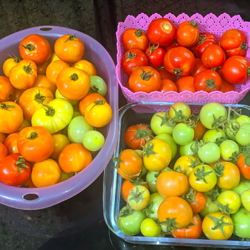 Bumper Harvest Of Fruit Vegetable using Shashi n Gautam Organic Slow Release Granular Fertilizer