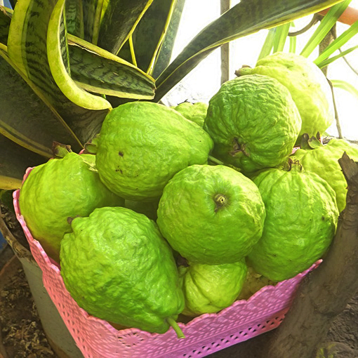 Bumper Harvest Of Fruit Vegetable using Shashi n Gautam Organic Slow Release Granular Fertilizer (1)