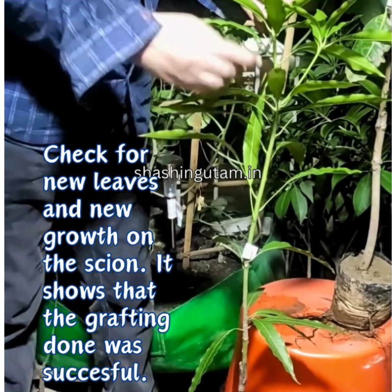 A ideal grafted mango plants will have new leaves and growth in scion