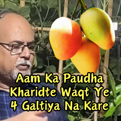 Aam Me Paudha Ko Kharidte Waqt Ye 4 Galtiya Na Kare