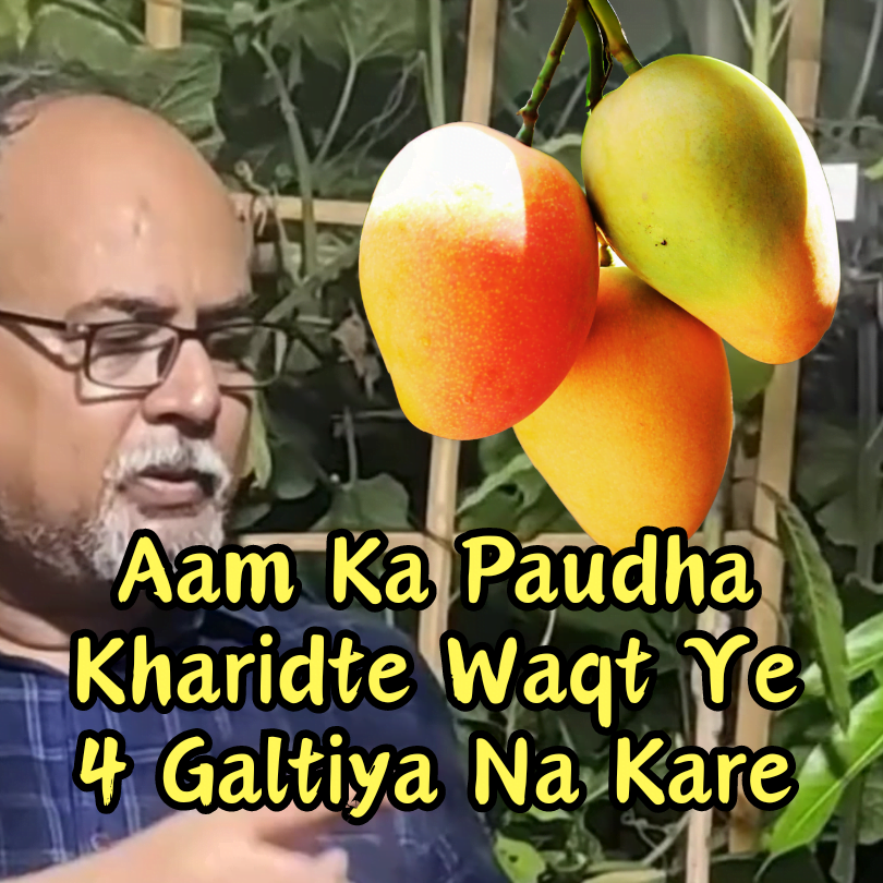 Aam Me Paudha Ko Kharidte Waqt Ye 4 Galtiya Na Kare